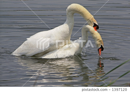Copulation of swallow swans 1397120