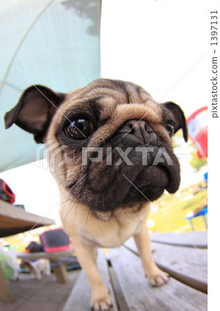 pug, abiko, outdoorsy 1397131