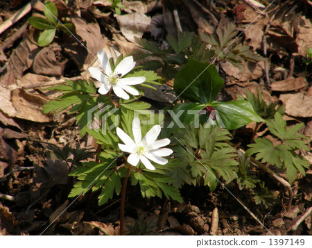 菊花（白花，兩輪） 1397149