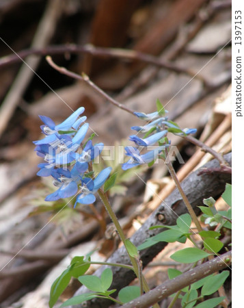 Ezoengoshaku(藍色花) Ezoengoshaku(藍色花) 1397153