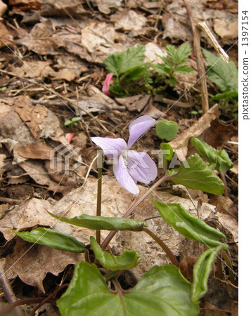 Violetsizer's flowers Violetsizer's flowers 1397154