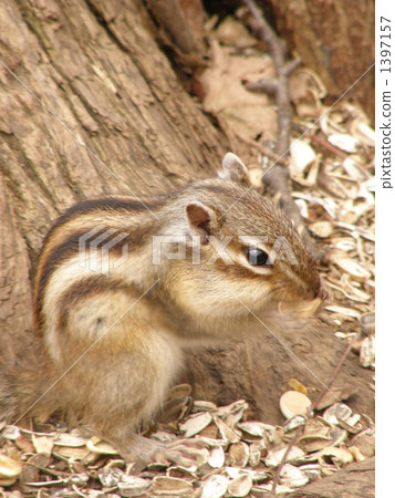 Crazy ~ Ezoshimarisu ~ Crazy ~ Ezoshimarisu ~ 1397157