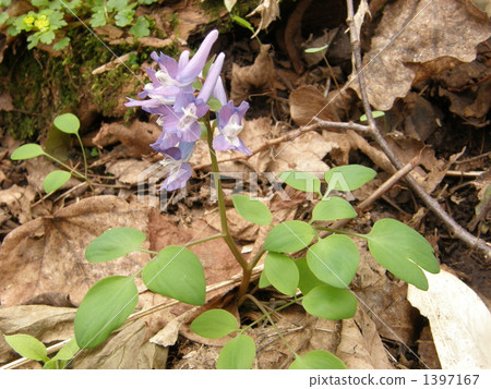 Ezoengoshaku (purple flowers) 1397167