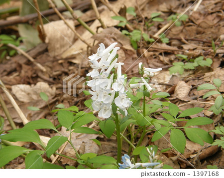 Ezoengoshaku (white flower) Ezoengoshaku (white flower) 1397168