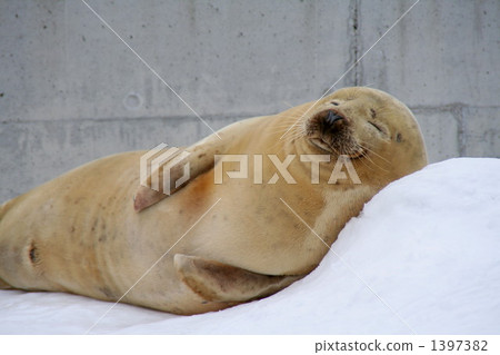 Blissful sleeping face 3 1397382