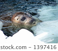Seals and drift ice 2 1397416