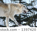 White Wolf 1397420