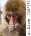 Child monkey 1397472