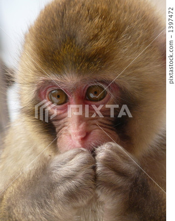 Child monkey Child monkey 1397472