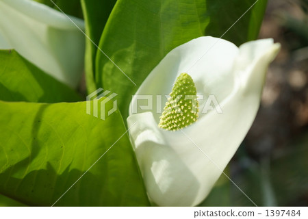 亞洲臭菘 濕地 沼澤 1397484