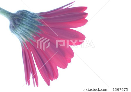 非洲菊 紅花 1397675