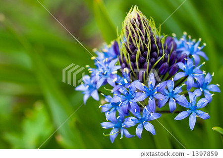 照片素材(圖片): 地中海藍鍾花 花朵 花