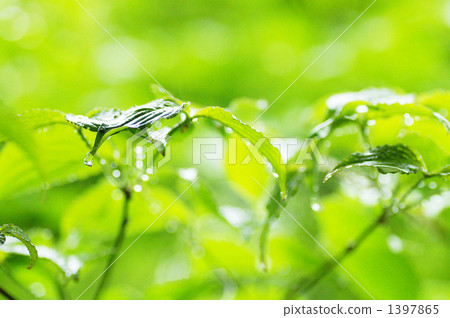 Raindrop trees 1 1397865