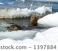 Seals and drift ice 1397884