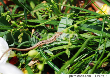 Canatchero ride the wave Canatchero ride the wave 1397916