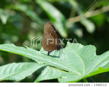 Tsumura Madara的產卵 1398113