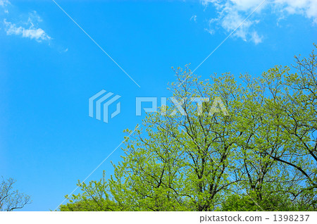 藍天和新綠色 1398237