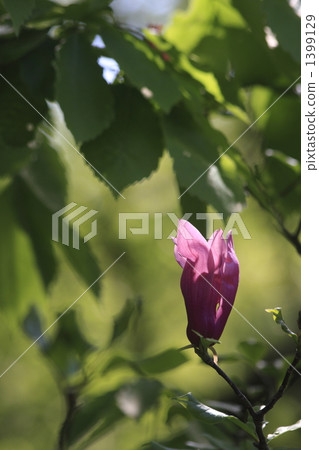 magnolia, bloom, blossom 1399129
