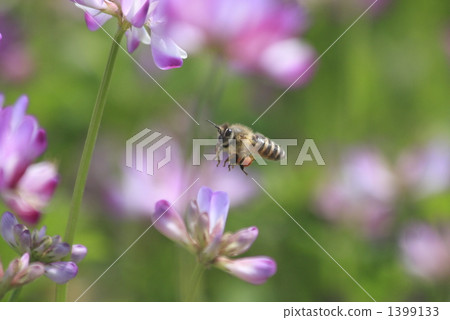 bee, hive bee, honeybee 1399133
