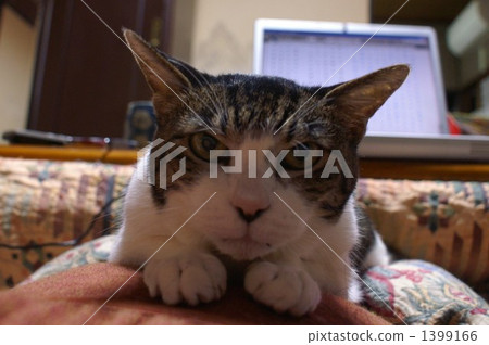 Stock Photo: japanese cat, pussy, cat