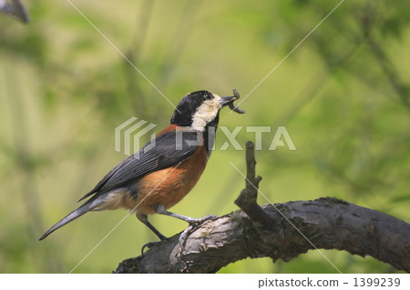 varied tit, predator, predation 1399239