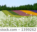 Flower garden of color 1399262