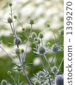 Matsukasa Thistle 1399270