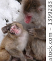 Monkey parent and child 1399283