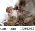 Monkey of Monkey 2 1399293