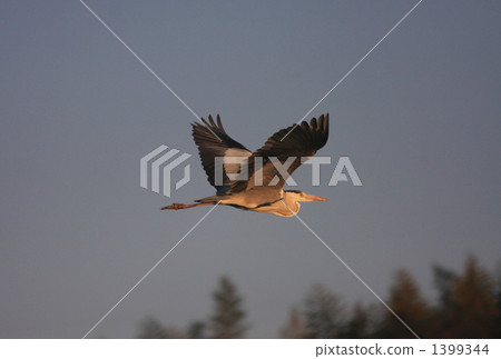 蒼鷺 飛行 航班 1399344