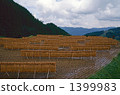 arid, straw, paddy 1399983