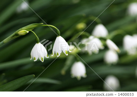 雪花蓮 待雪草 雪花屬 1400033