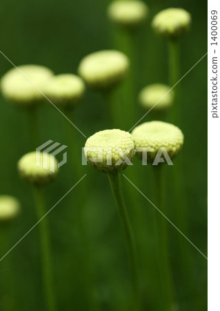 santo lina green, santolina, herb 1400069