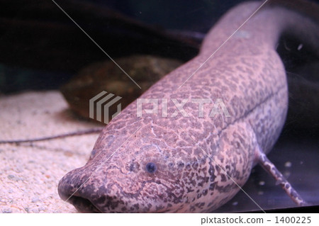 lungfish, fish, fishes 1400225