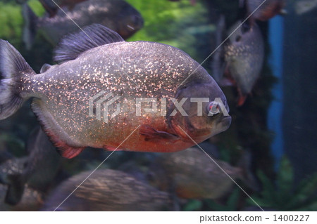 食人魚 魚 亞馬遜河 1400227