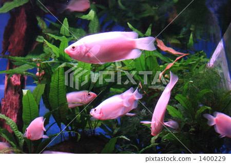 fry, fish, fishes 1400229