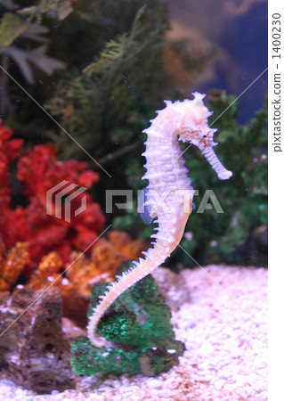 sea horse, sea-horse, seahorse 1400230