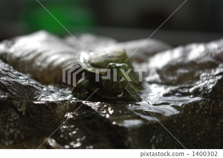 龜面前 龜面前 1400302