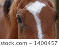 Horse  1400457