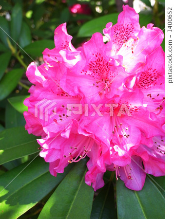 rosebay, rhododendoron, tsukuba 1400652