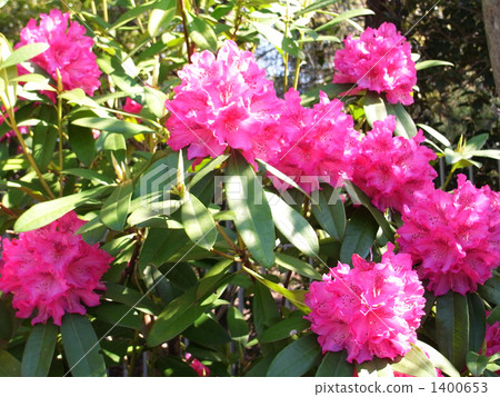 rhododendoron, rosebay, western rhododendron 1400653