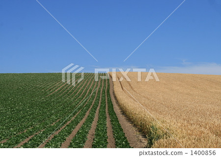 Blue sky and wheat fields 1400856