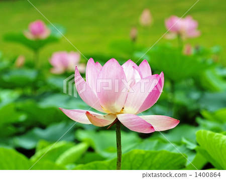 oga lotus, bloom, blossom 1400864