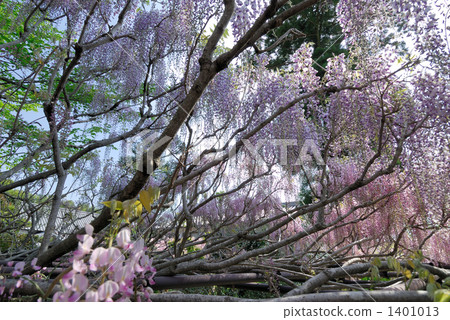 Wisteria Wisteria 1401013