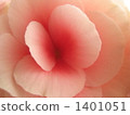 Riggers Begonia 1401051