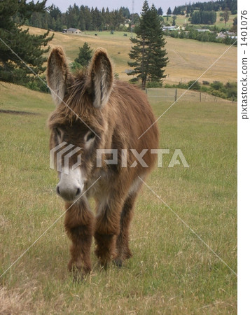 Donkey 1401076