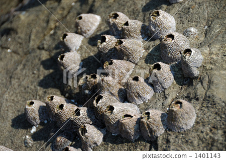 barnacles, balanidae, coast 1401143