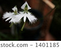 pecteilis radiata, white 1401185
