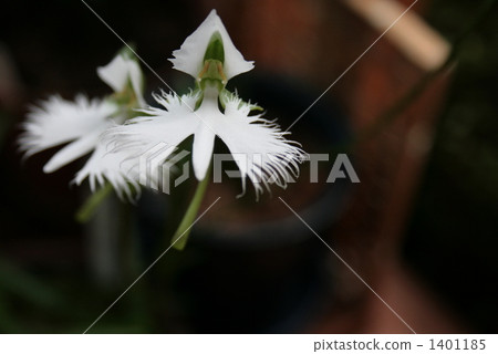 鷺蘭 白色 1401185