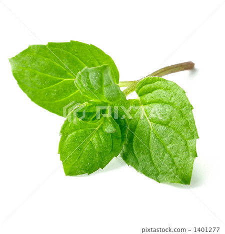 薄荷 1401277